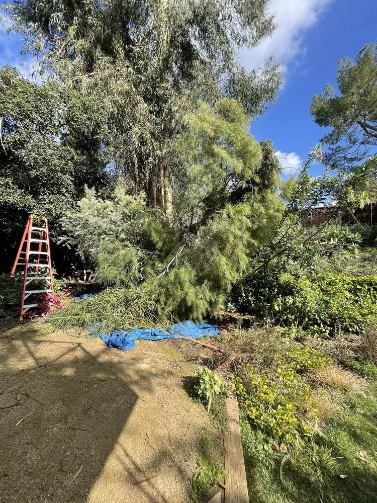 Top-rated residential landscaping experts serving Pasadena, CA - JR's Tree Service & Landscape