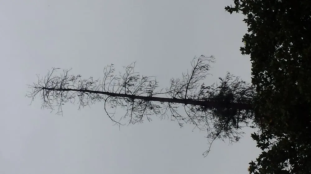 Local lawn mowing service in Pasadena, CA - JR's Tree Service & Landscape