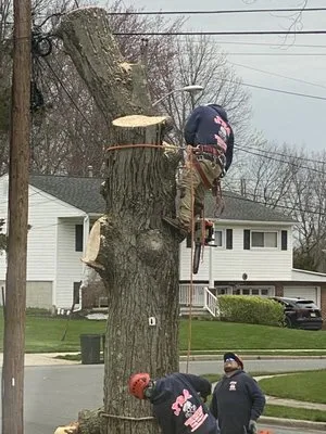 JRS Tree Service Logo