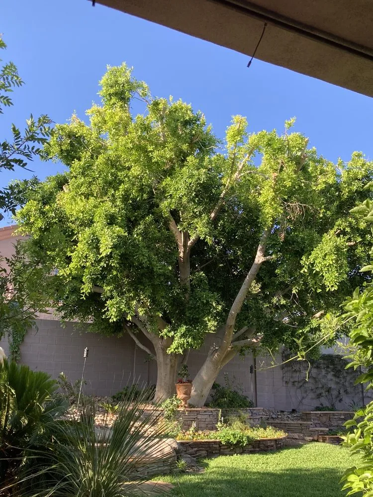 Trusted yard cleanup service experts serving Phoenix, AZ - Jr's Tree Service