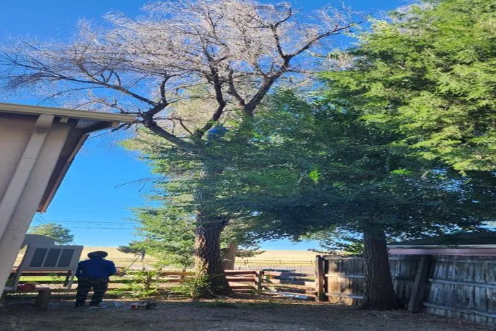 Affordable landscape installation in Aurora, CO - Jr's Tree Services