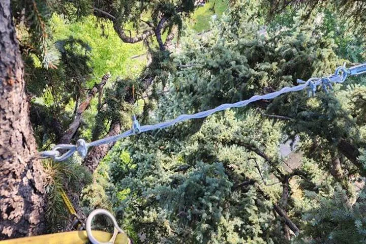 Local yard cleanup service for outdoor upgrades in Aurora, CO by Jr's Tree Services