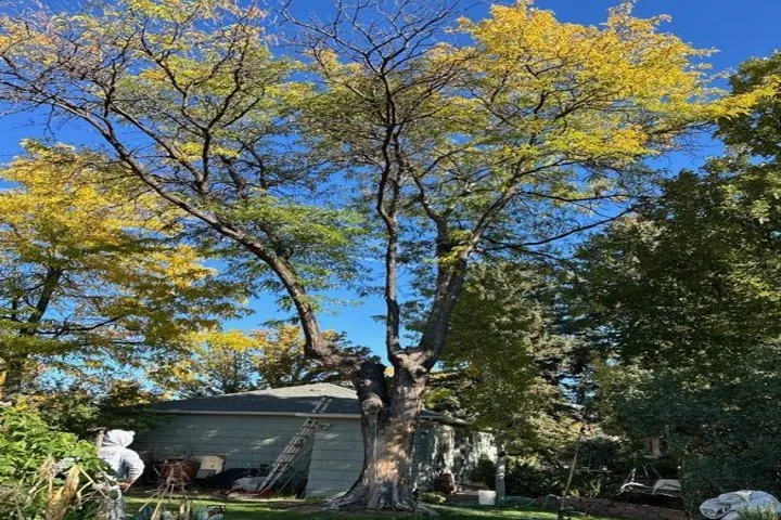 Trusted landscape installation experts serving Aurora, CO - Jr's Tree Services