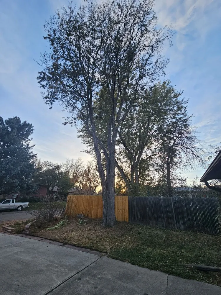 Expert landscape installation for outdoor upgrades in Aurora, CO by Jr's Tree Services