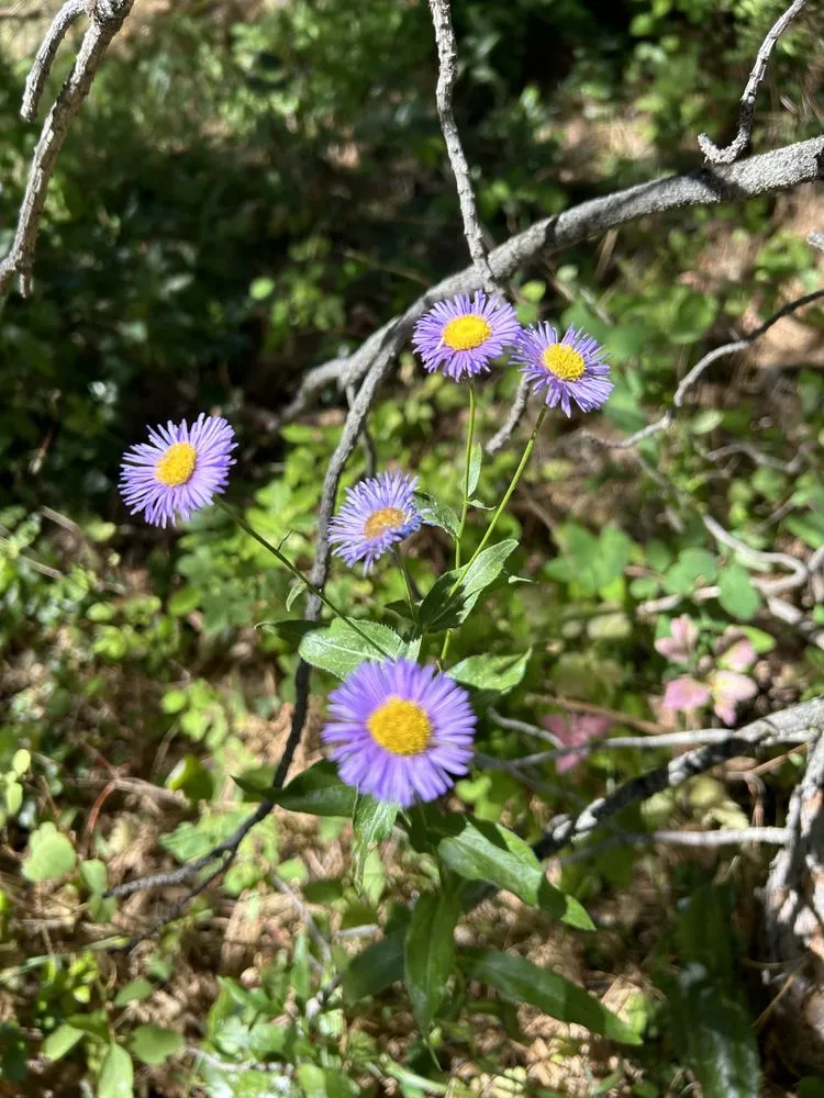 Affordable landscape design experts serving Wenatchee, WA - Jrs