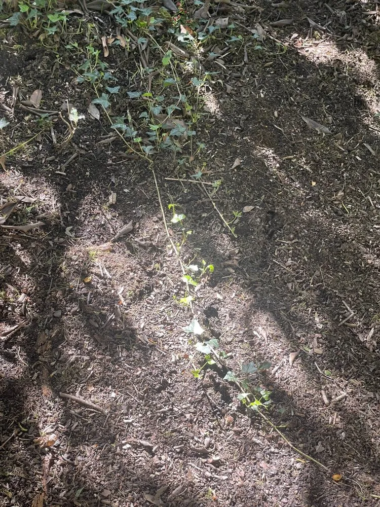 Professional garden landscaping with custom design in Portland, OR by J.R's Yard Cleaning and Landscaping