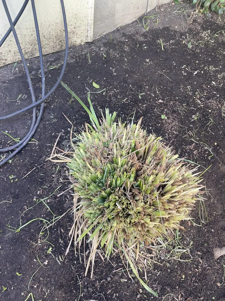 Local yard cleanup service in Portland, OR by J.R's Yard Cleaning and Landscaping