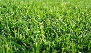 Professional yard maintenance for outdoor upgrades in Providence, RI by JRV Construction