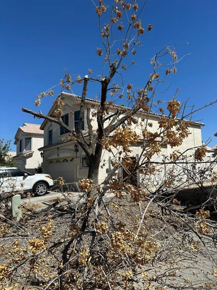 Top-rated lawn care service for beautiful yards across Gilbert, AZ - J's Air Duct Cleaning Services