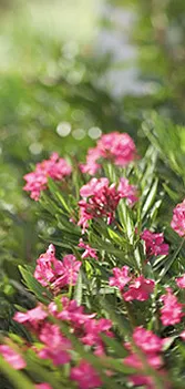 Professional yard maintenance in Tarrytown, NY by JS Cutting Edge