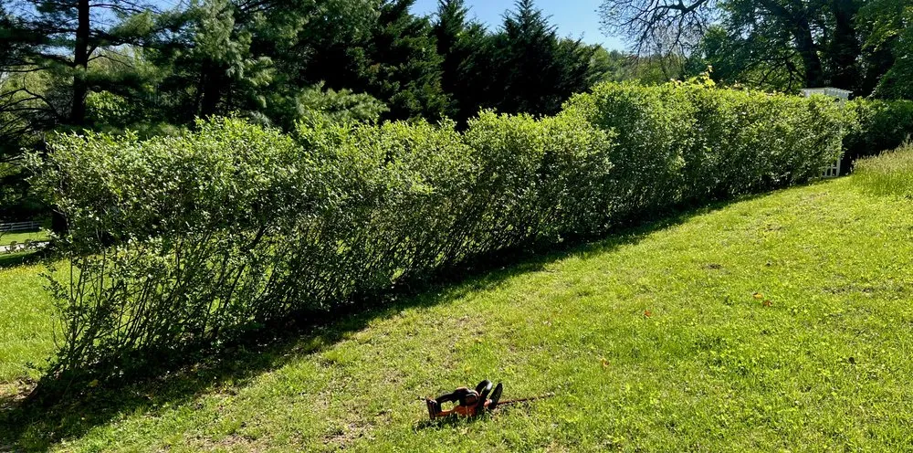 Trusted yard maintenance in Essex, MD by JS Haul Install Do It All