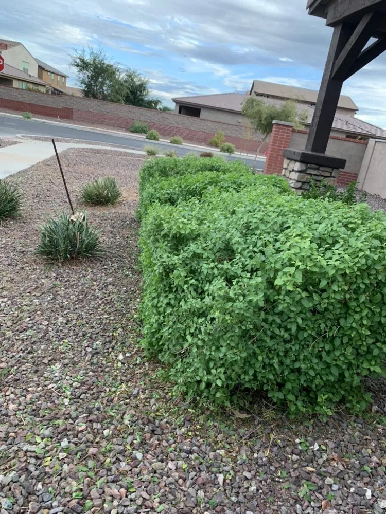 Local landscape design in Avondale, AZ by Js Landscape & Junk Removal