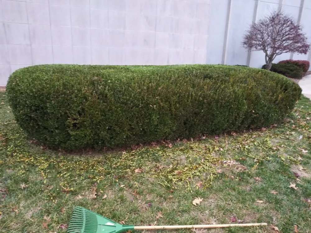 Custom yard cleanup service in Evansville, IN by JS Landscape