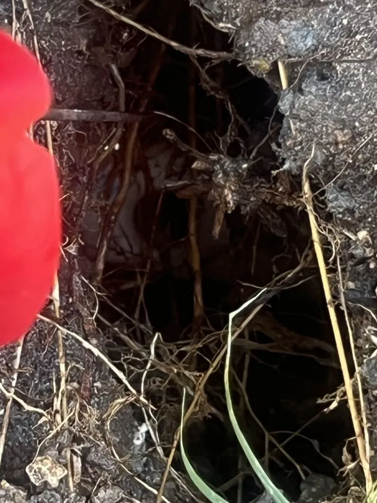 Professional yard cleanup service in Del Valle, TX by JS Landscaping