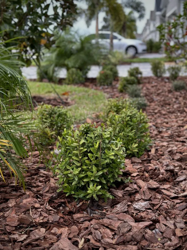 Expert yard cleanup service in North Port, FL - J's Landscaping