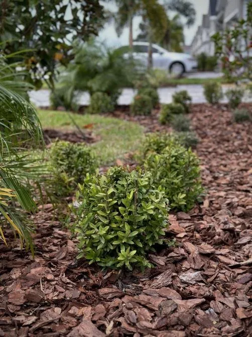 Affordable landscape installation for beautiful yards across North Port, FL - J's Landscaping