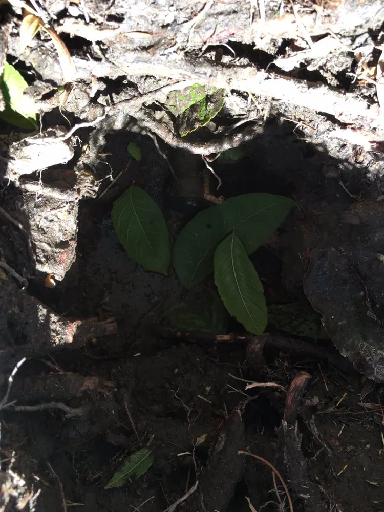 Professional outdoor landscaping for year-round maintenance in Riverside, CA by JS Landscaping