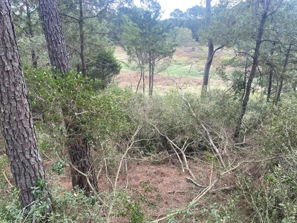 Affordable landscaping services for homes in Paige, TX by JS Lawn Care and Tree’s Service