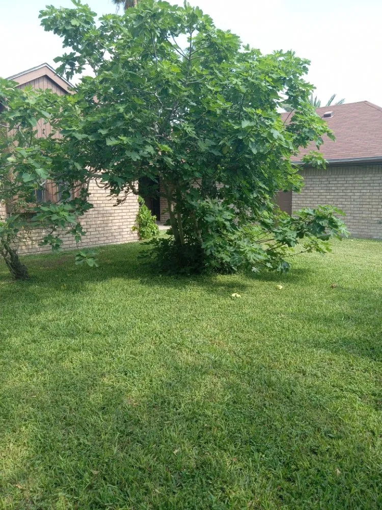 Reliable outdoor landscaping for year-round maintenance in Edinburg, TX by J's Lawn Care Service