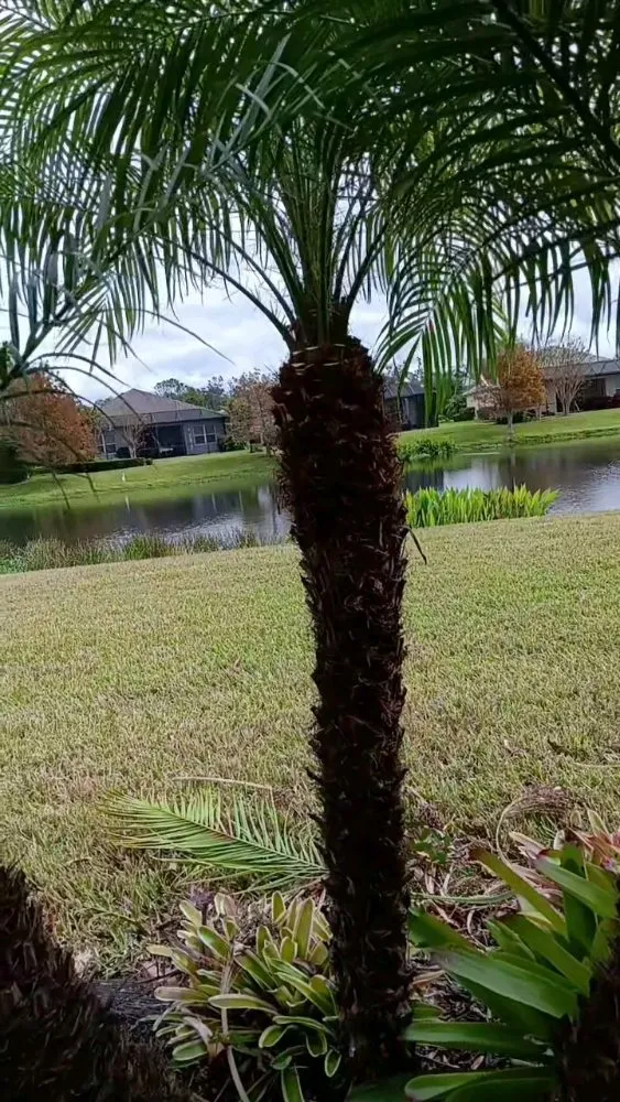 Custom landscape installation for year-round maintenance in Palmetto, FL by J's Lawns