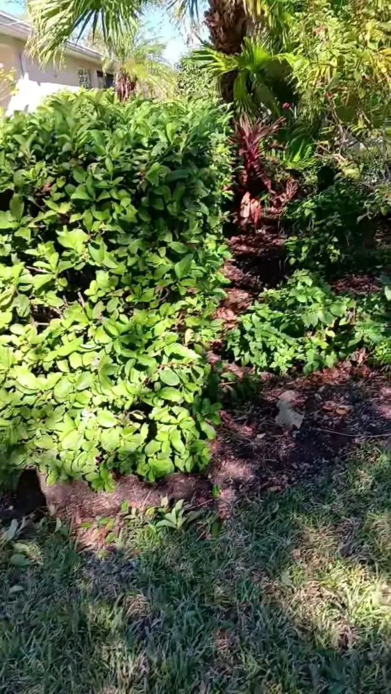 Trusted residential landscaping for beautiful yards across Palmetto, FL - J's Lawns