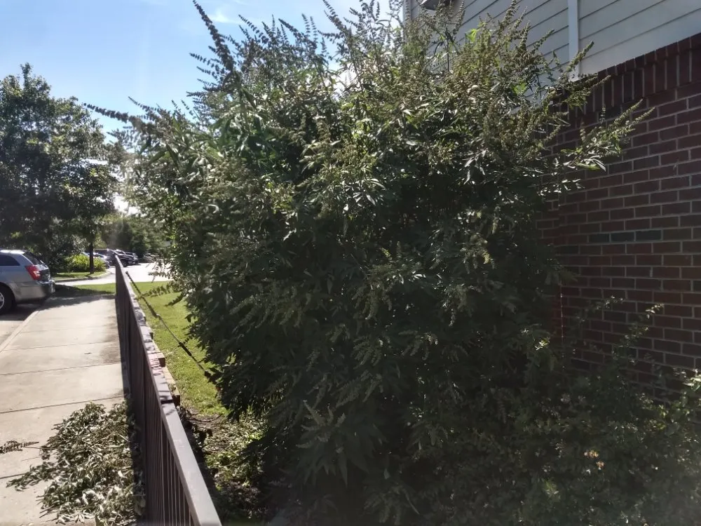 Affordable outdoor landscaping experts serving Midlothian, VA - JS Thomas Landscaping