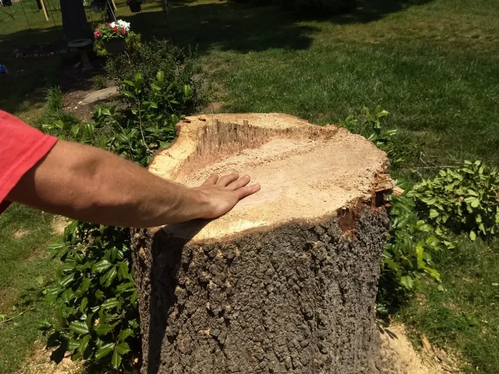 Affordable outdoor landscaping in Midlothian, VA by JS Thomas Landscaping