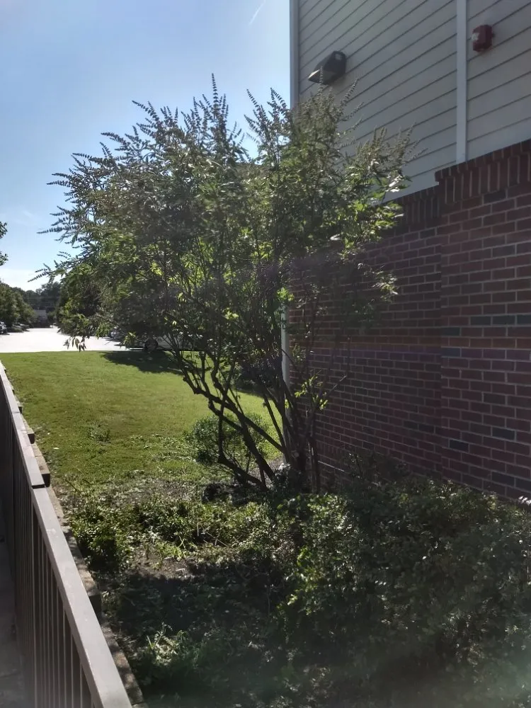 Local yard cleanup service experts serving Midlothian, VA - JS Thomas Landscaping