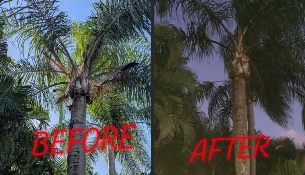 Professional residential landscaping experts serving Cocoa, FL - J's Tree & Lawn