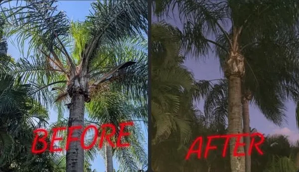 J's Tree & Lawn Logo