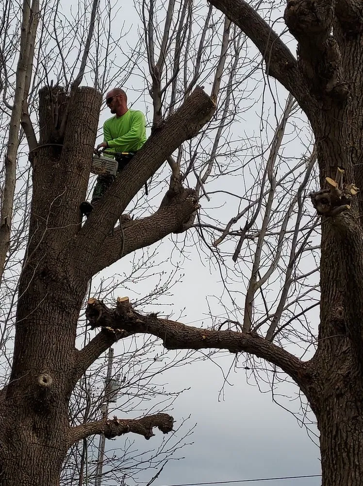 Professional yard maintenance for homes across Fountain Run, KY - J&S Tree and Stump Removal
