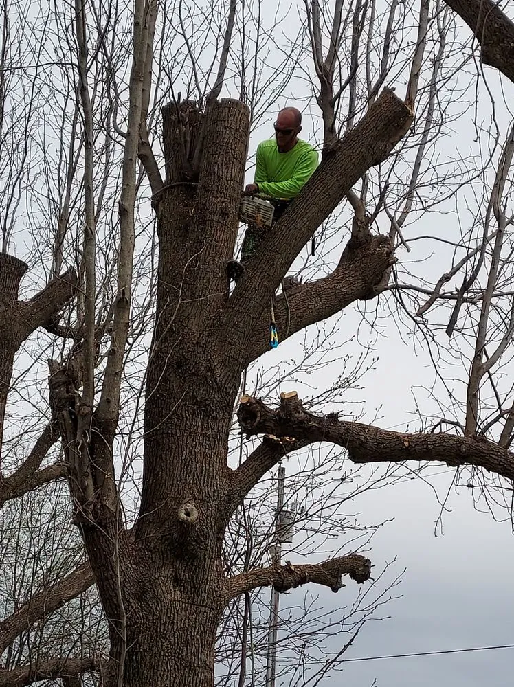 Local yard cleanup service experts serving Fountain Run, KY - J&S Tree and Stump Removal