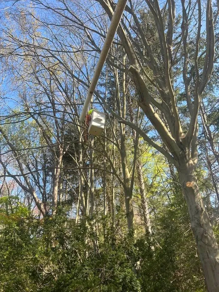 Custom landscape installation in Norwalk, CT - JS Tree Expert