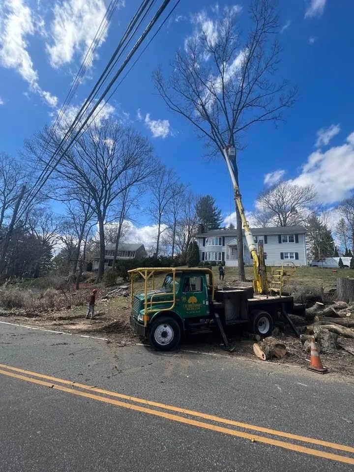 Reliable yard maintenance experts serving Norwalk, CT - JS Tree Expert