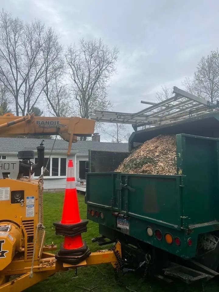 Top-rated yard maintenance near you across Norwalk, CT - JS Tree Expert