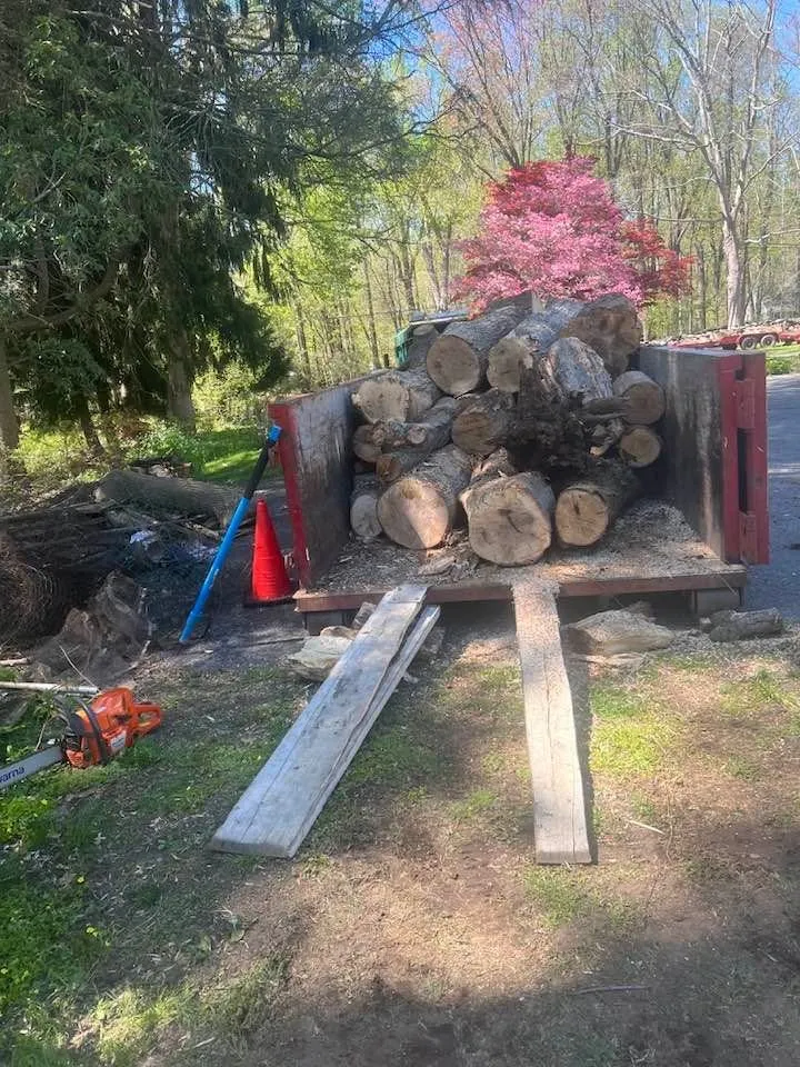 Reliable yard maintenance for year-round maintenance across Norwalk, CT - JS Tree Expert