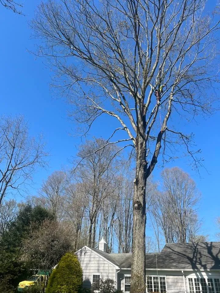 Reliable landscaping services for residential properties in Norwalk, CT by JS Tree Expert