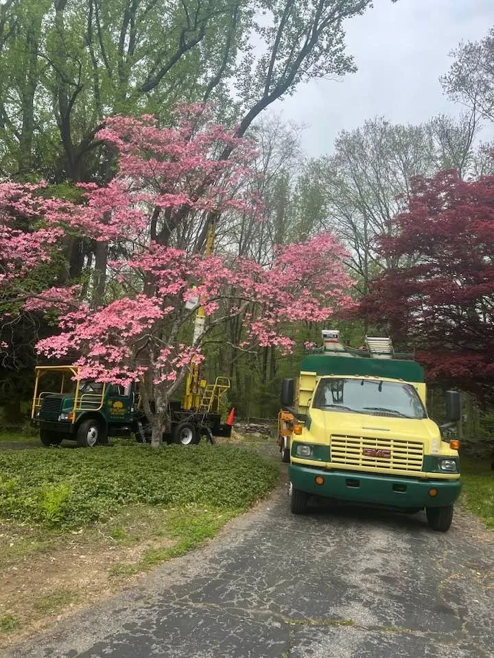Top-rated lawn care service in Norwalk, CT - JS Tree Expert