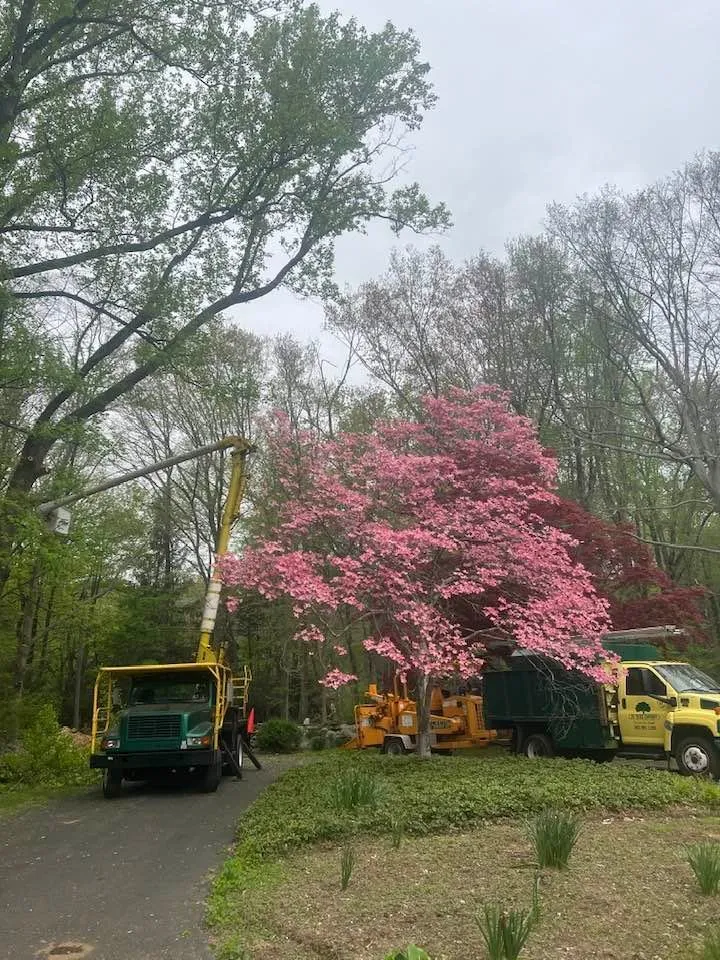 Professional yard maintenance experts serving Norwalk, CT - JS Tree Expert
