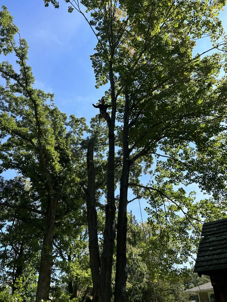 Top-rated landscaping services in Brentwood, NY - J&S Tree Removal
