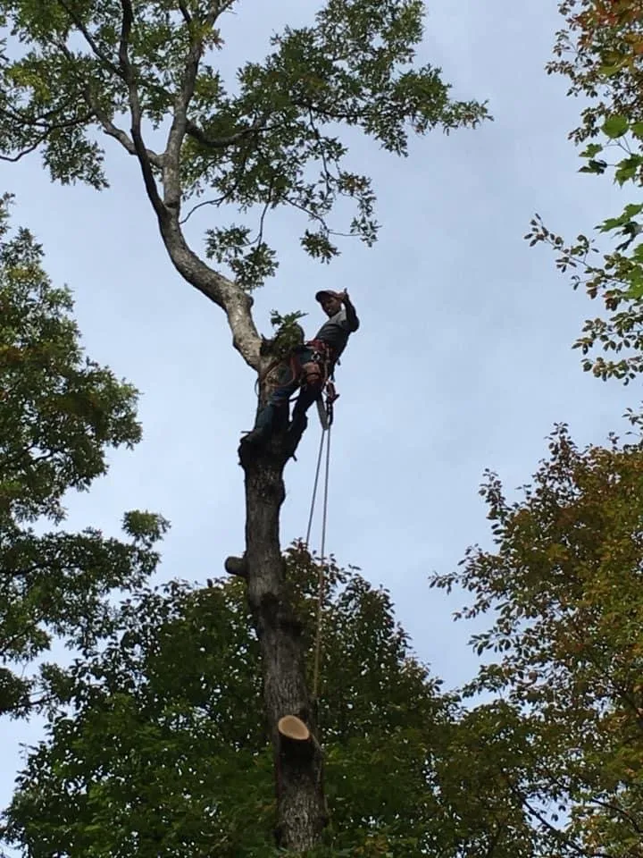Professional lawn mowing service experts serving Lake Toxaway, NC - J's Tree Service & Landscaping