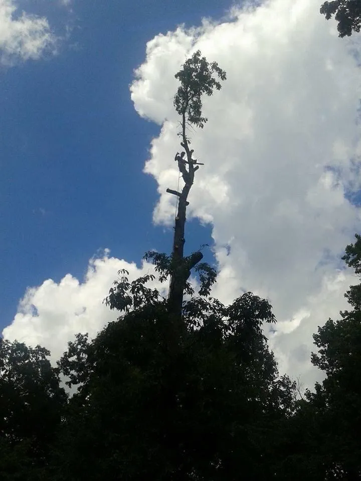 Expert outdoor landscaping for homes in Lake Toxaway, NC by J's Tree Service & Landscaping