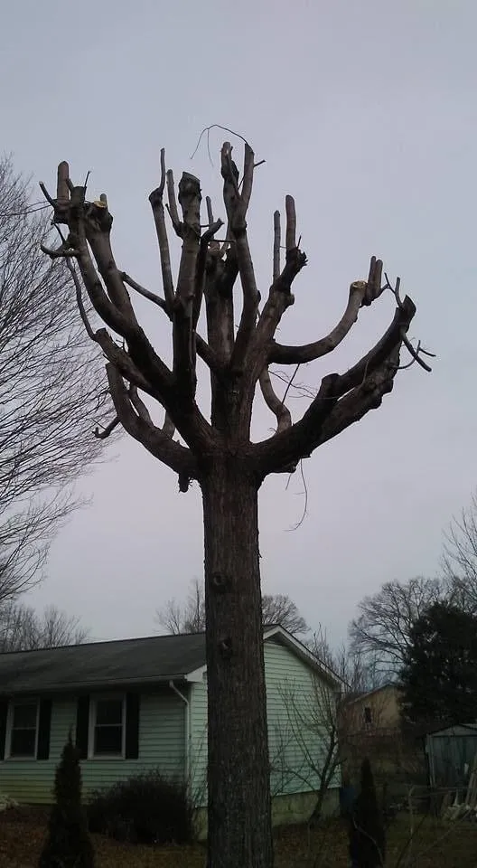 Top-rated yard maintenance for outdoor upgrades across Lake Toxaway, NC - J's Tree Service & Landscaping