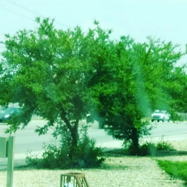 Professional yard maintenance experts serving Ludowici, GA - J’s YardScapes