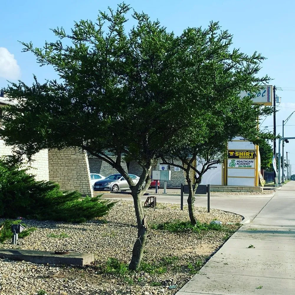 Affordable yard maintenance experts serving Ludowici, GA - J’s YardScapes