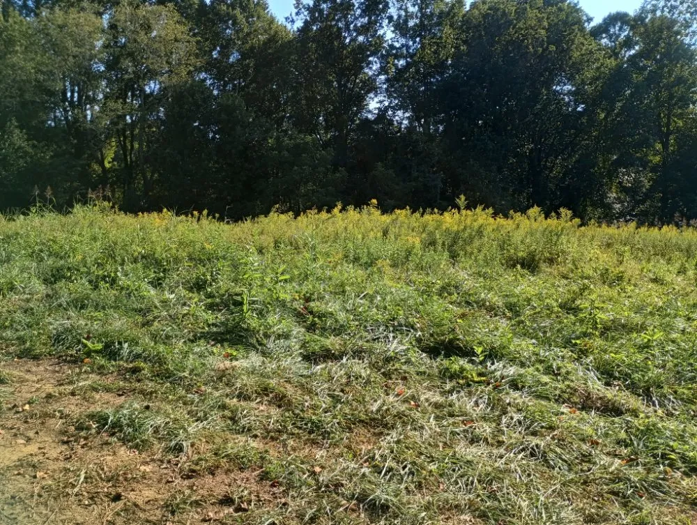 Reliable yard cleanup service for homes across Hendersonville, NC - JSC Lawn Care & Landscaping