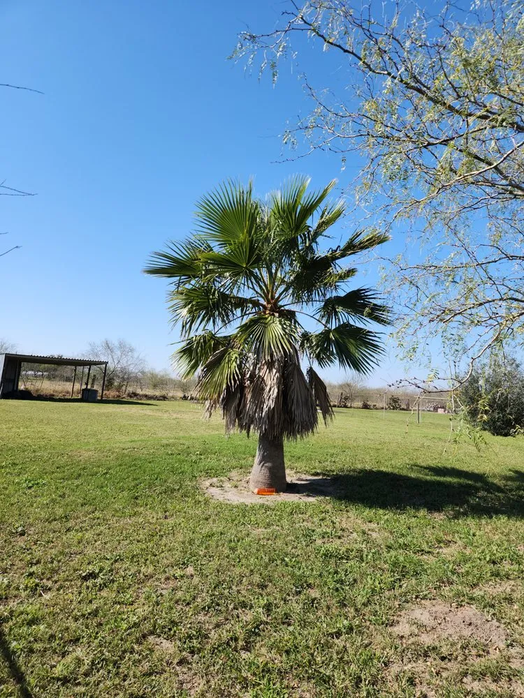 Professional landscape design experts serving San Benito, TX - JSF Mowing Services