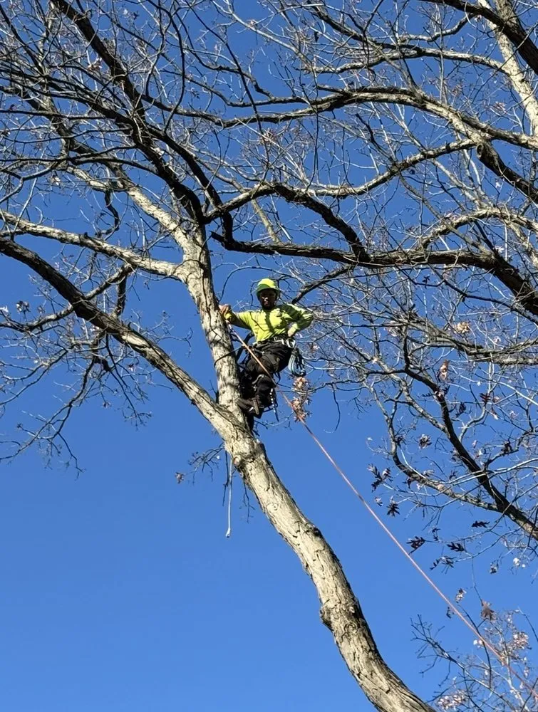 Custom landscaping services in Highland, IN by JSM Tree Services