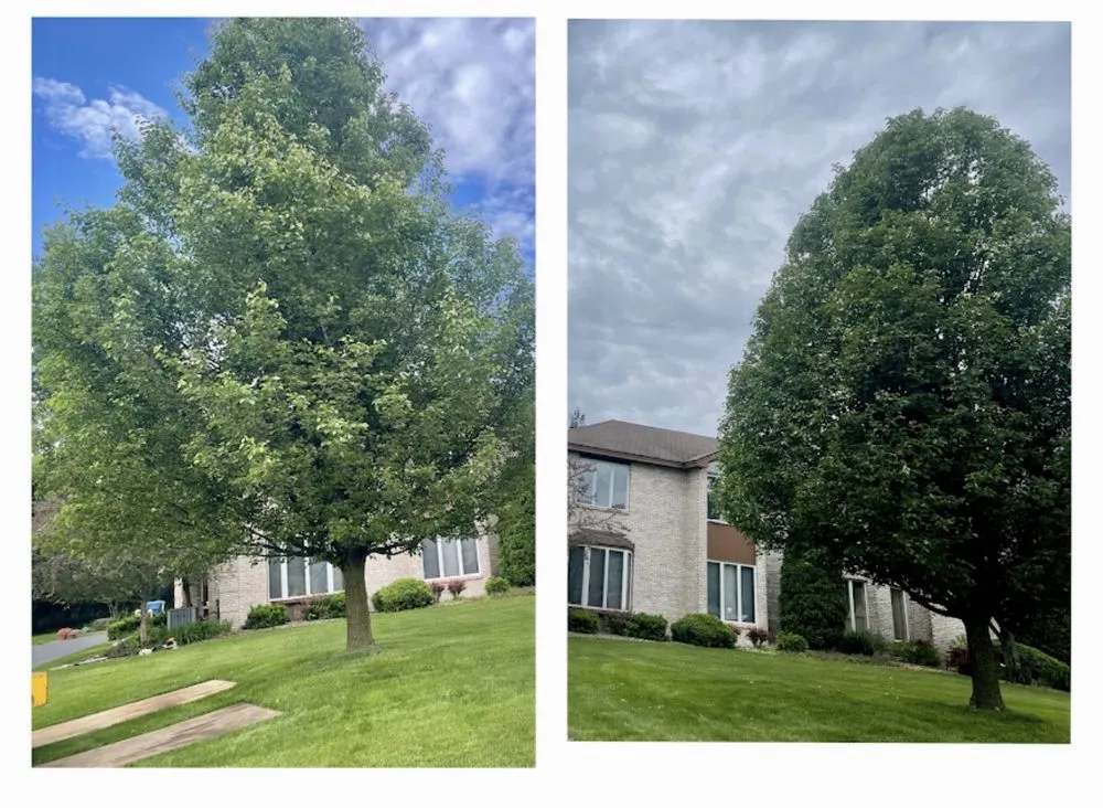 Affordable yard maintenance experts serving Highland, IN - JSM Tree Services