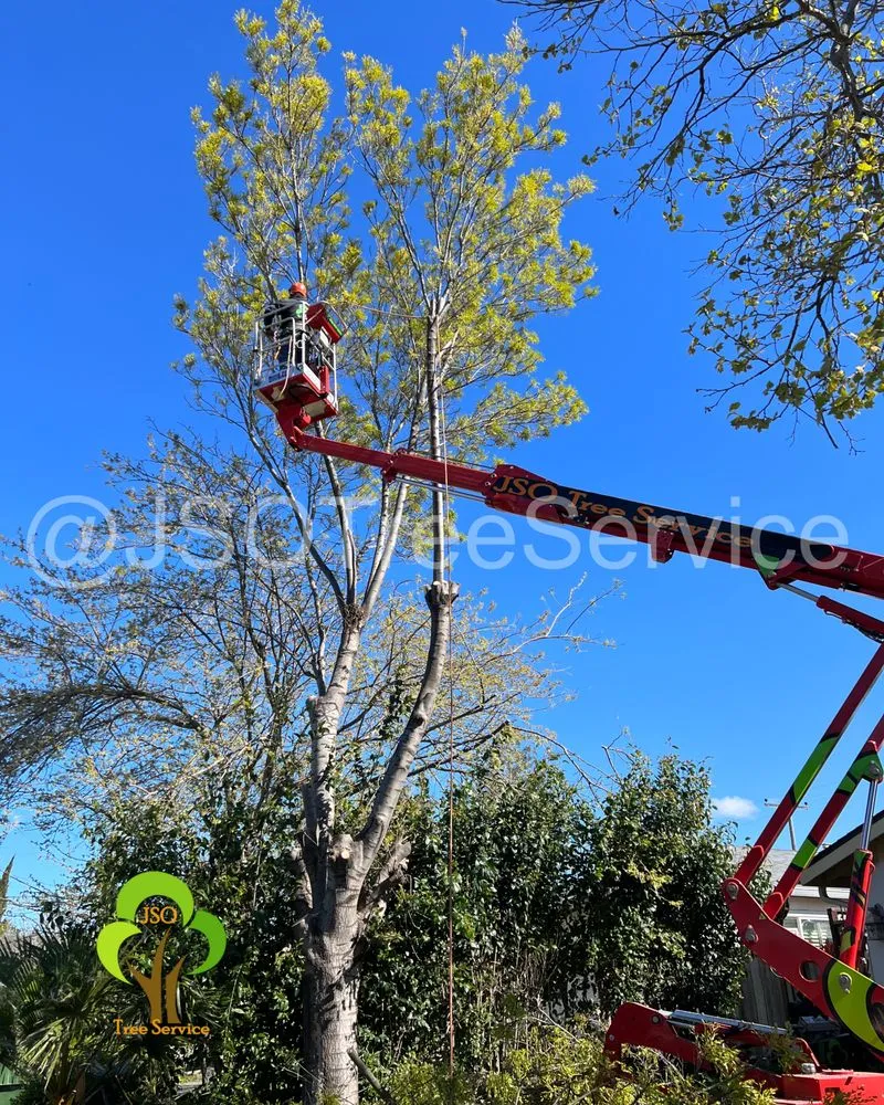 Expert lawn care service for year-round maintenance across Morgan Hill, CA - JSO Tree Service